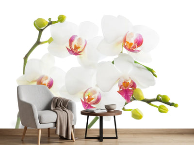 photo-wallpaper-orchids-love