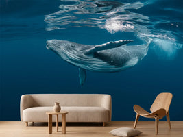 photo-wallpaper-a-baby-humpback-whale-plays-near-the-surface-in-blue-water
