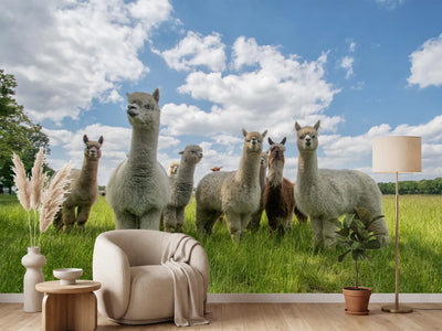photo-wallpaper-curious-alpacas-in-field