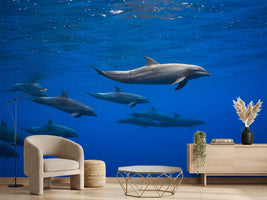 photo-wallpaper-dolphins-x