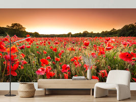 photo-wallpaper-sunset-over-a-field-of-poppies