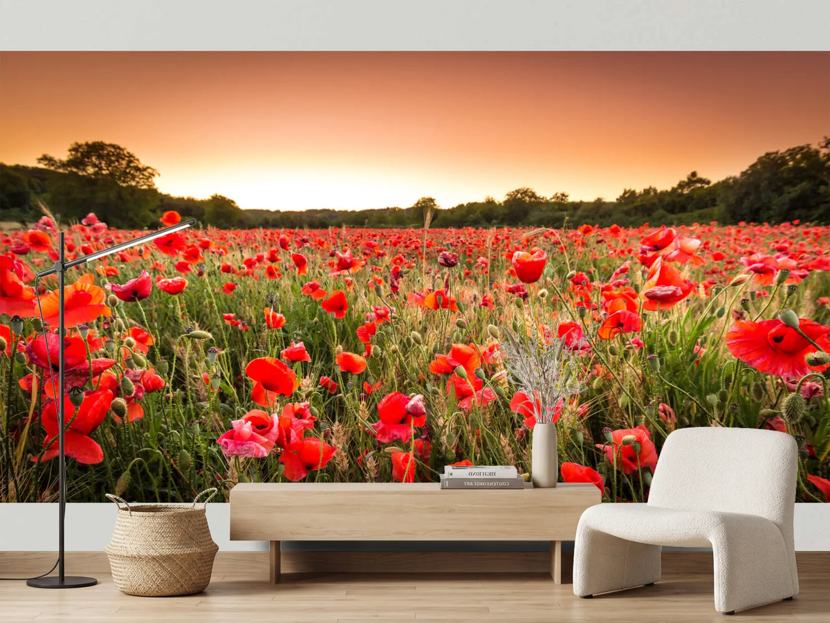 photo-wallpaper-sunset-over-a-field-of-poppies