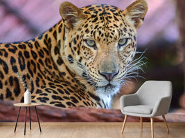 photo-wallpaper-leopard