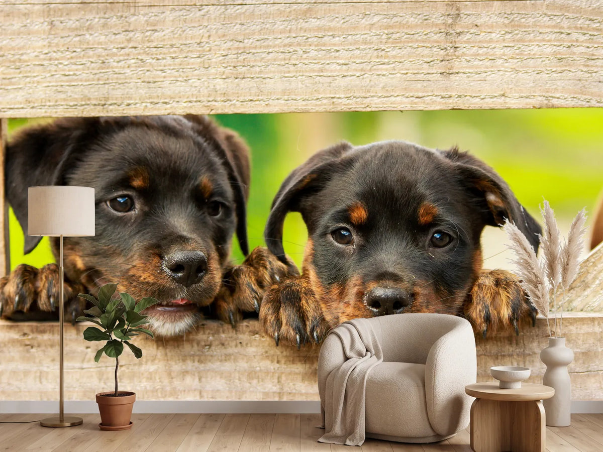 photo-wallpaper-2-rottweiler-puppies