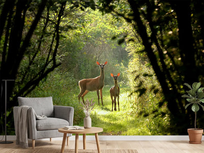 photo-wallpaper-wild-and-free-in-the-forest