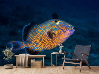 photo-wallpaper-blue-triggerfish