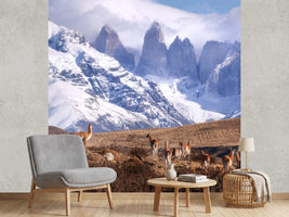photo-wallpaper-guanakos-in-patagonia-x