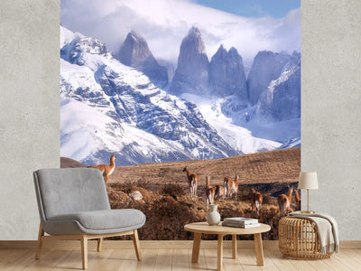 photo-wallpaper-guanakos-in-patagonia-x