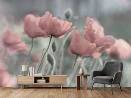 photo-wallpaper-softly-x