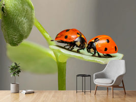 photo-wallpaper-2-ladybirds