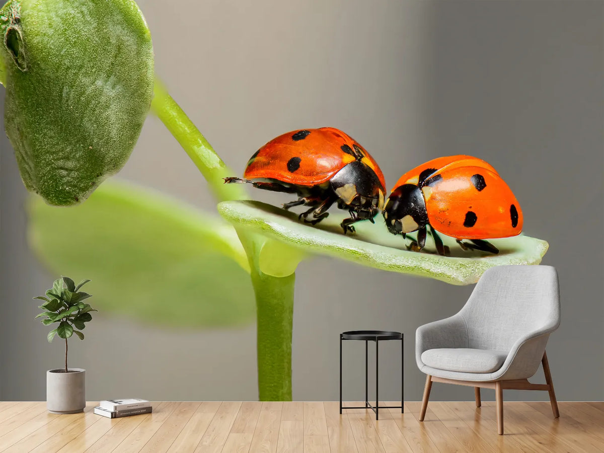 photo-wallpaper-2-ladybirds