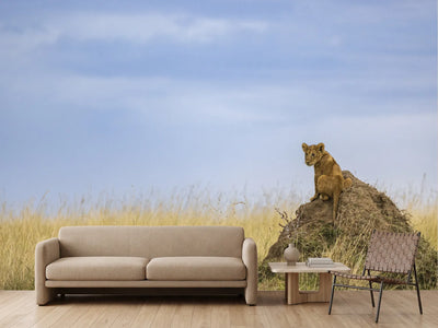 photo-wallpaper-curious-lion-cub-savanna