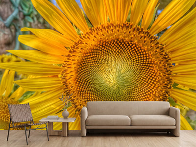 photo-wallpaper-inflorescence-of-a-sunflower