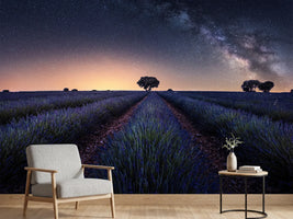 photo-wallpaper-lavender-fields-xxw