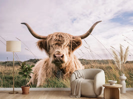 photo-wallpaper-scottish-highland-cow