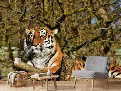 photo-wallpaper-proud-tiger