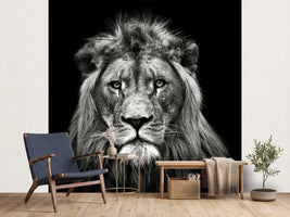 photo-wallpaper-young-male-lion-x