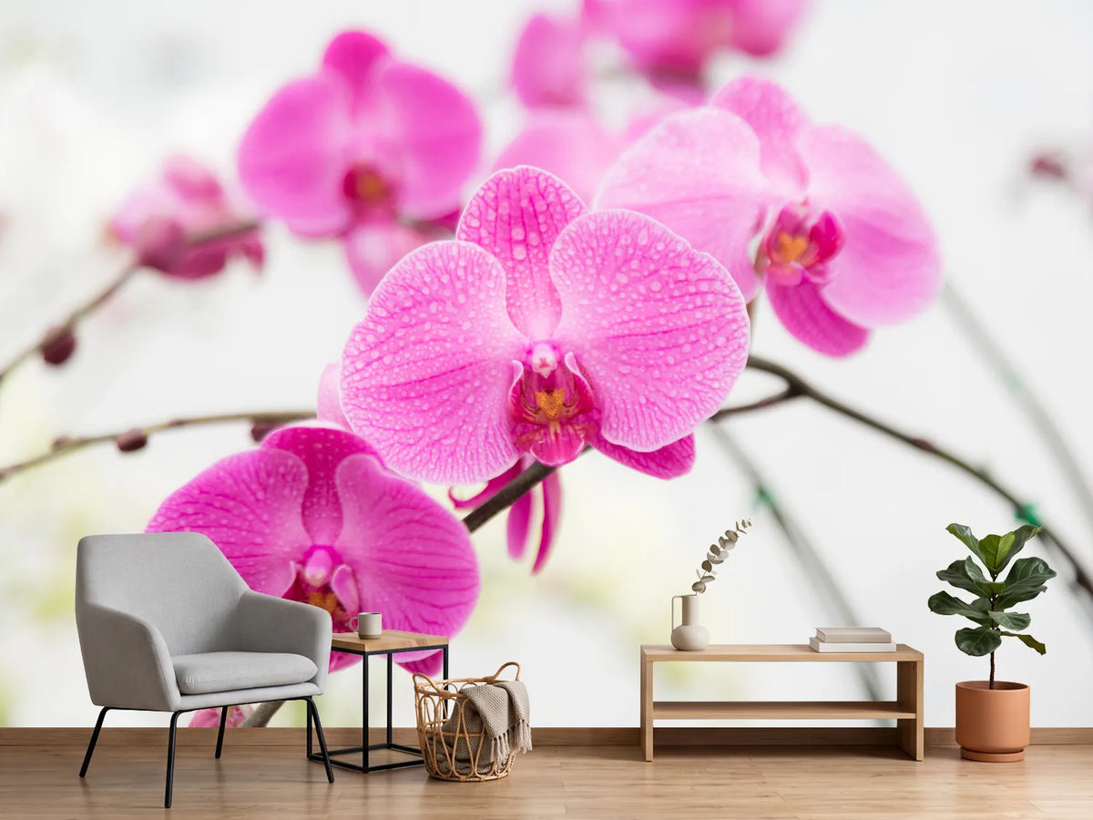 photo-wallpaper-the-symbol-of-orchid
