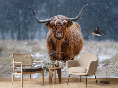 photo-wallpaper-snowy-highland-cow
