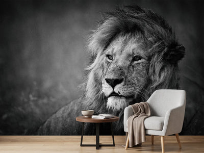 photo-wallpaper-regal-x