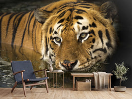 photo-wallpaper-tiger-in-the-water