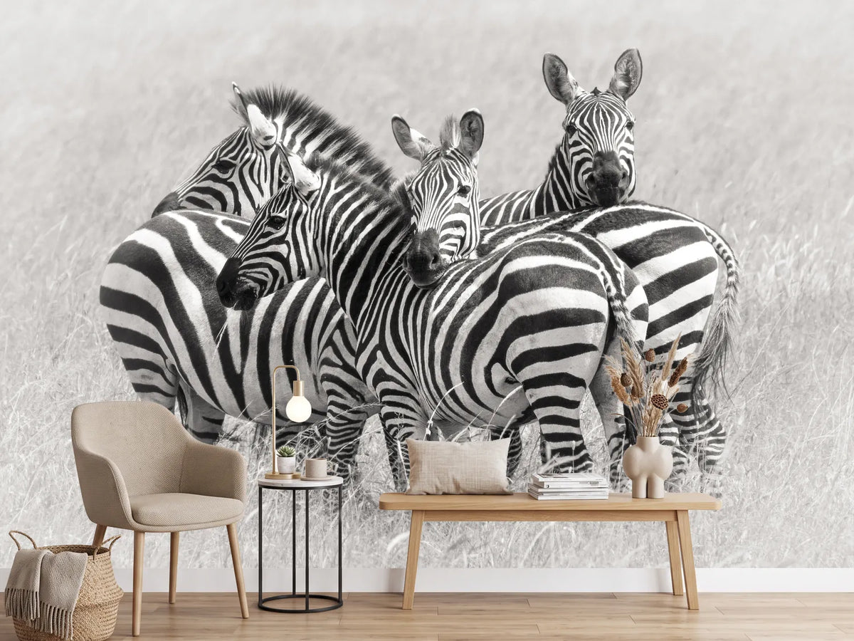 photo-wallpaper-zebras-x