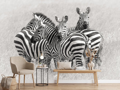 photo-wallpaper-zebras-x
