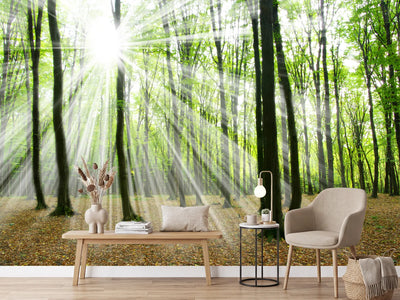 photo-wallpaper-magic-light-in-the-trees