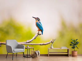 photo-wallpaper-the-kingfisher