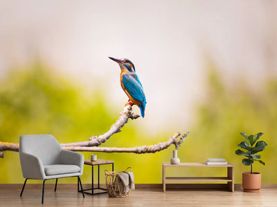 photo-wallpaper-the-kingfisher
