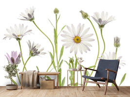 photo-wallpaper-cape-daisies-xuv