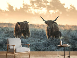 photo-wallpaper-three-highlanders-x