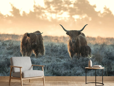 photo-wallpaper-three-highlanders-x