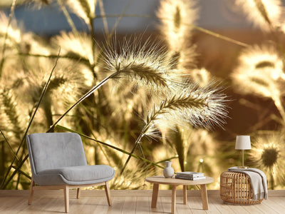 photo-wallpaper-ornamental-grass-in-the-sunlight