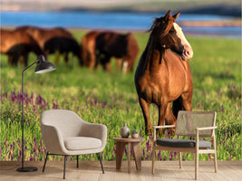 photo-wallpaper-wild-horses-graze-in-the-sunlit-meadow