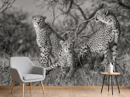photo-wallpaper-three-cats