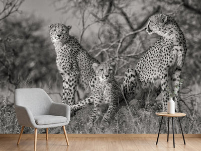 photo-wallpaper-three-cats