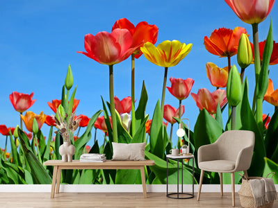 photo-wallpaper-wild-tulips