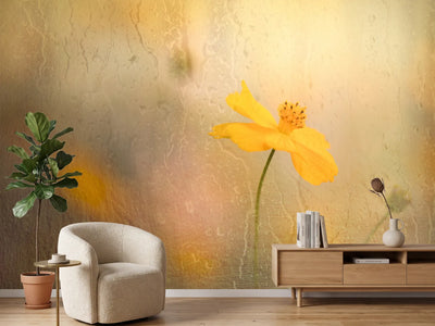 photo-wallpaper-soft-yellow-cosmos