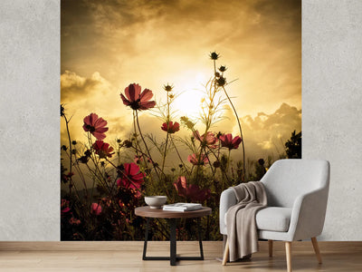 photo-wallpaper-watching-the-sun-x