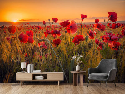 photo-wallpaper-poppies-in-a-wheat-field-at-sunrise