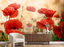 photo-wallpaper-the-poppy