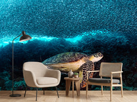 photo-wallpaper-turtle-and-sardines-x