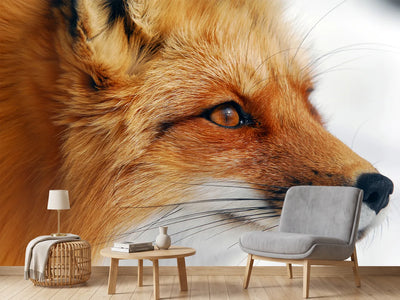 photo-wallpaper-red-fox-x