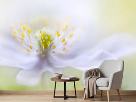 photo-wallpaper-anemone-beauty
