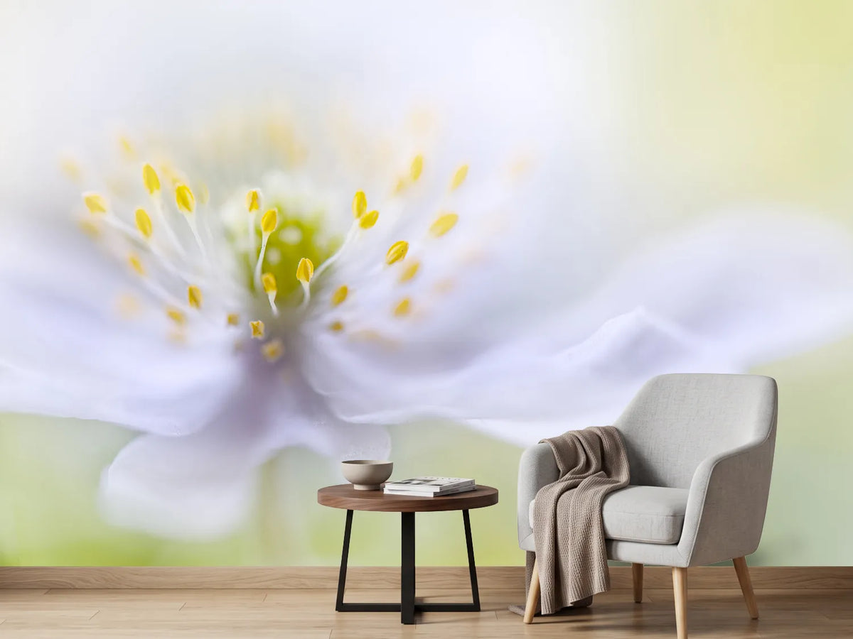 photo-wallpaper-anemone-beauty