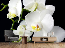 photo-wallpaper-orchid-close-up