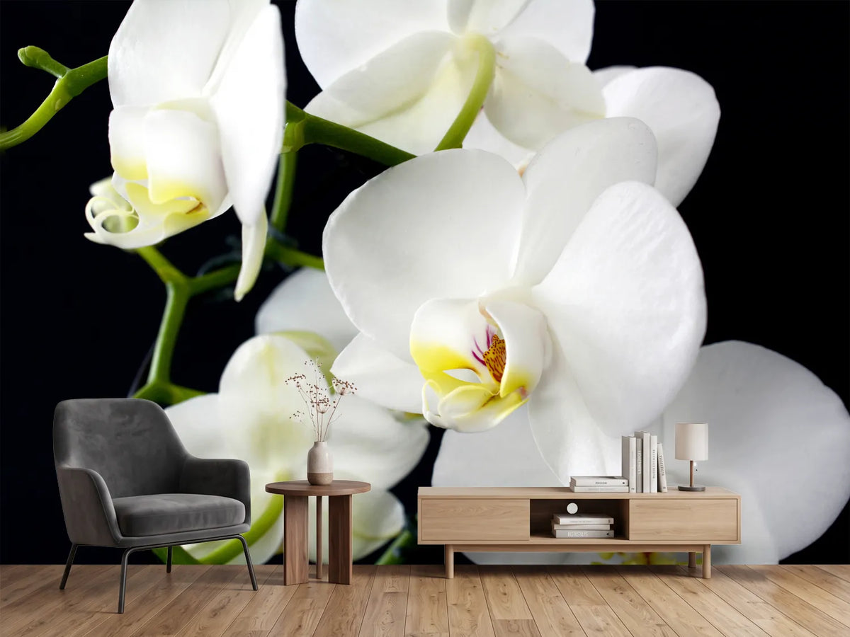 photo-wallpaper-orchid-close-up