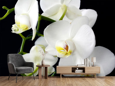 photo-wallpaper-orchid-close-up