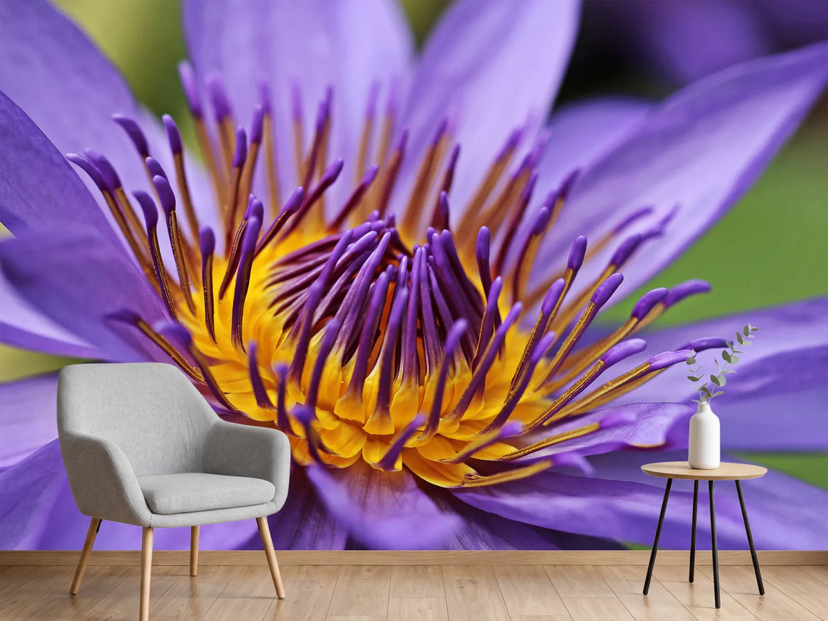 photo-wallpaper-xxl-water-lily-in-purple